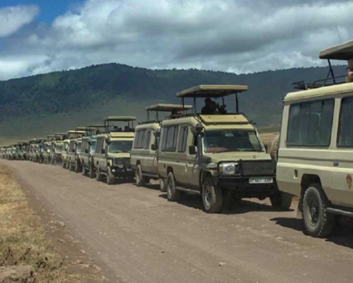 Tourist buses flood the Ngorongoro Conservation Area in Tanzania