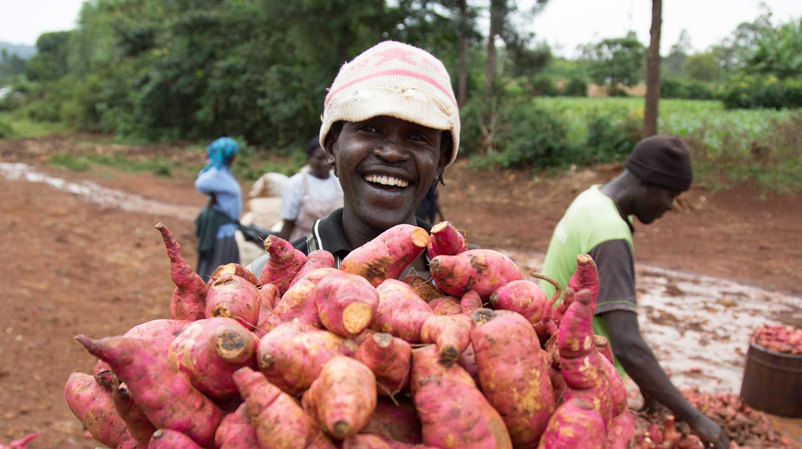 Sweet potato harvest. Credit: Aminah Jasho, KHCP.