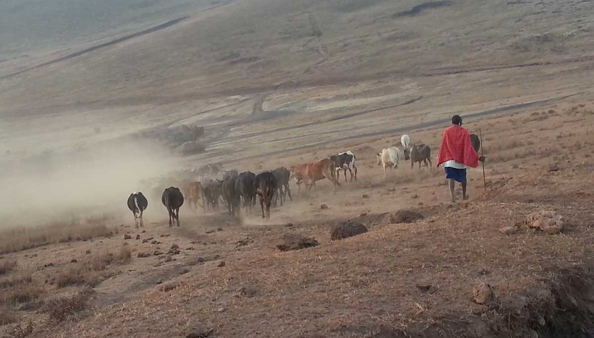 Maasai herders with their cattle inside the Ngorongoro Conservation Area. Credit: The Oakland Institute