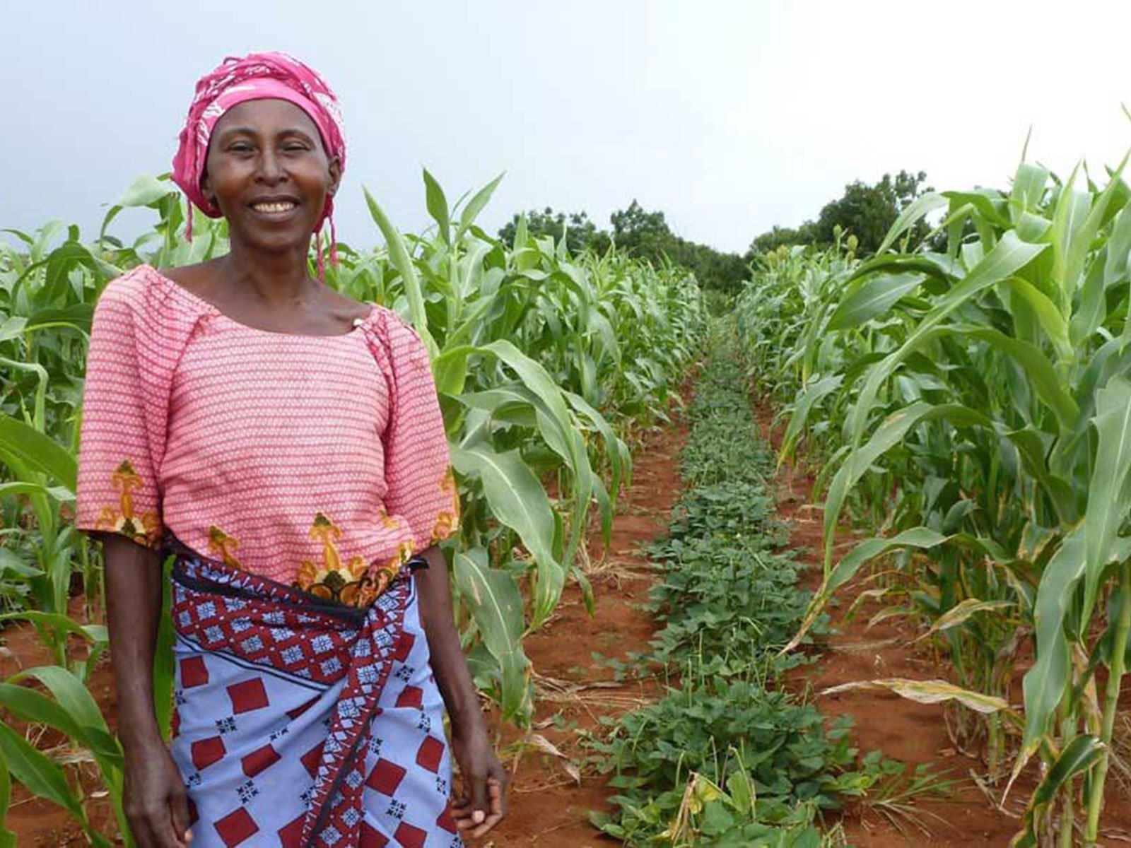 Tanzanian farmer intercropping grains with legumes. Credit: Michael Farrelly.