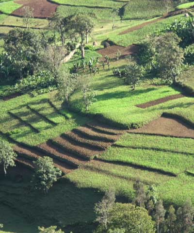 Fields in the Gamo Highlands.