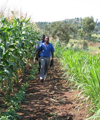 Push-pull field in Kuria, Kenya. Credit: ICIPE