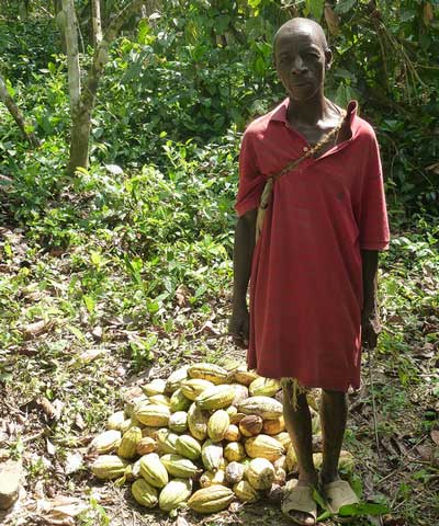 Cocoa harvest in Sierra Leone. Credit: Mark Hulme, Darwin Initiative.