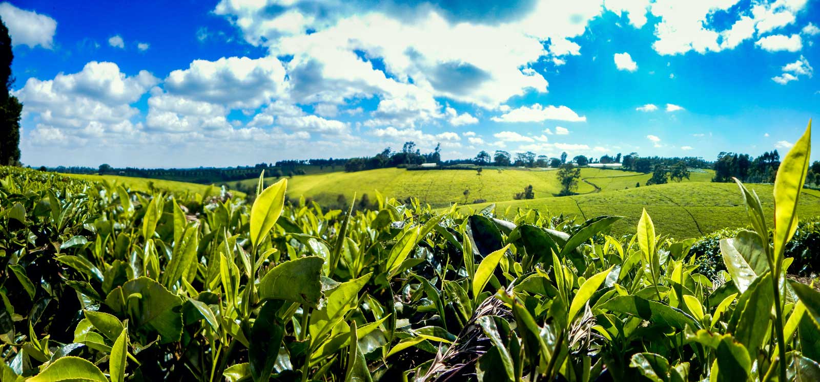 Image: Kenyan tea farm. Image: Samuel Phillips