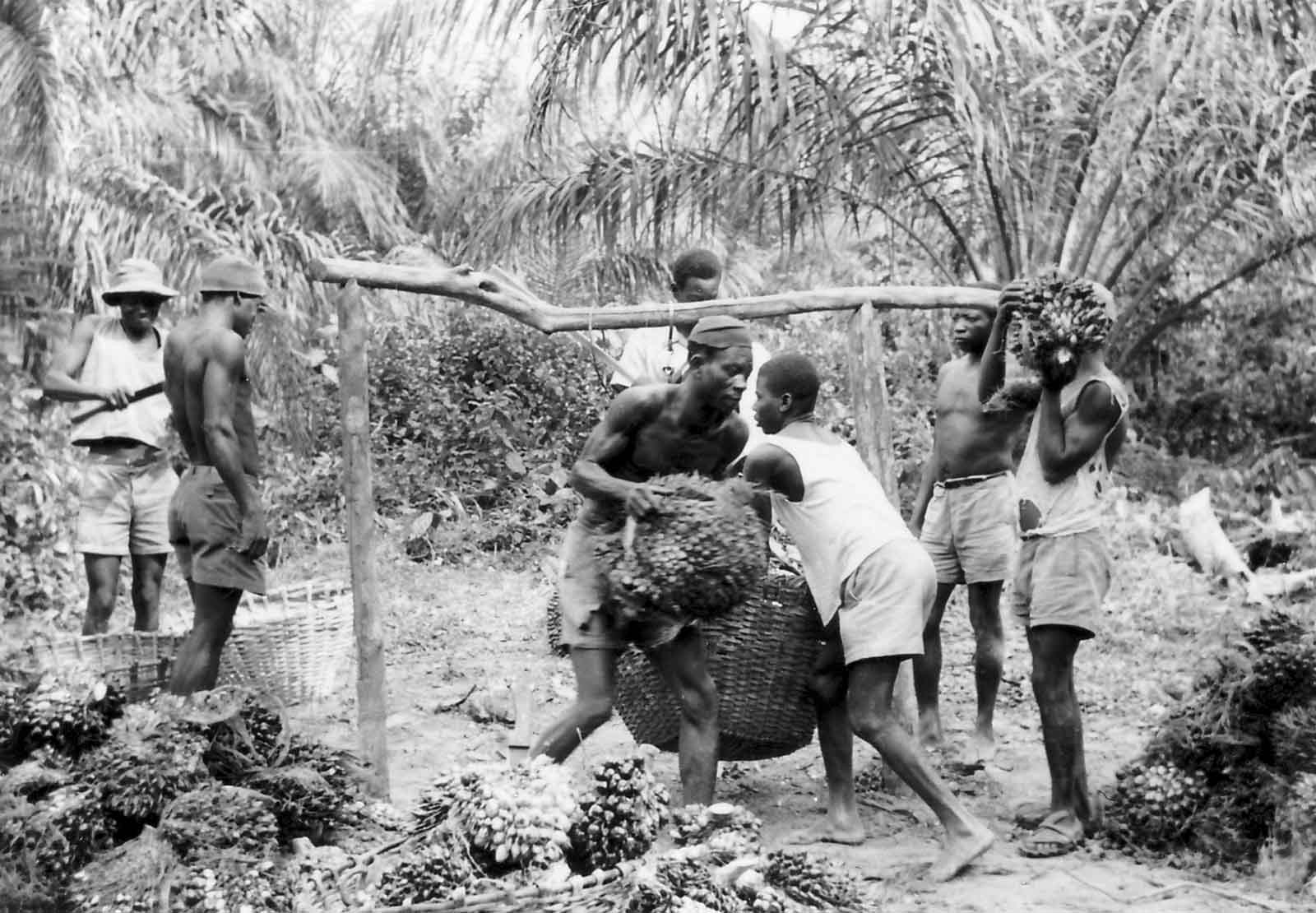 Workers on the HCB oil palm plantations