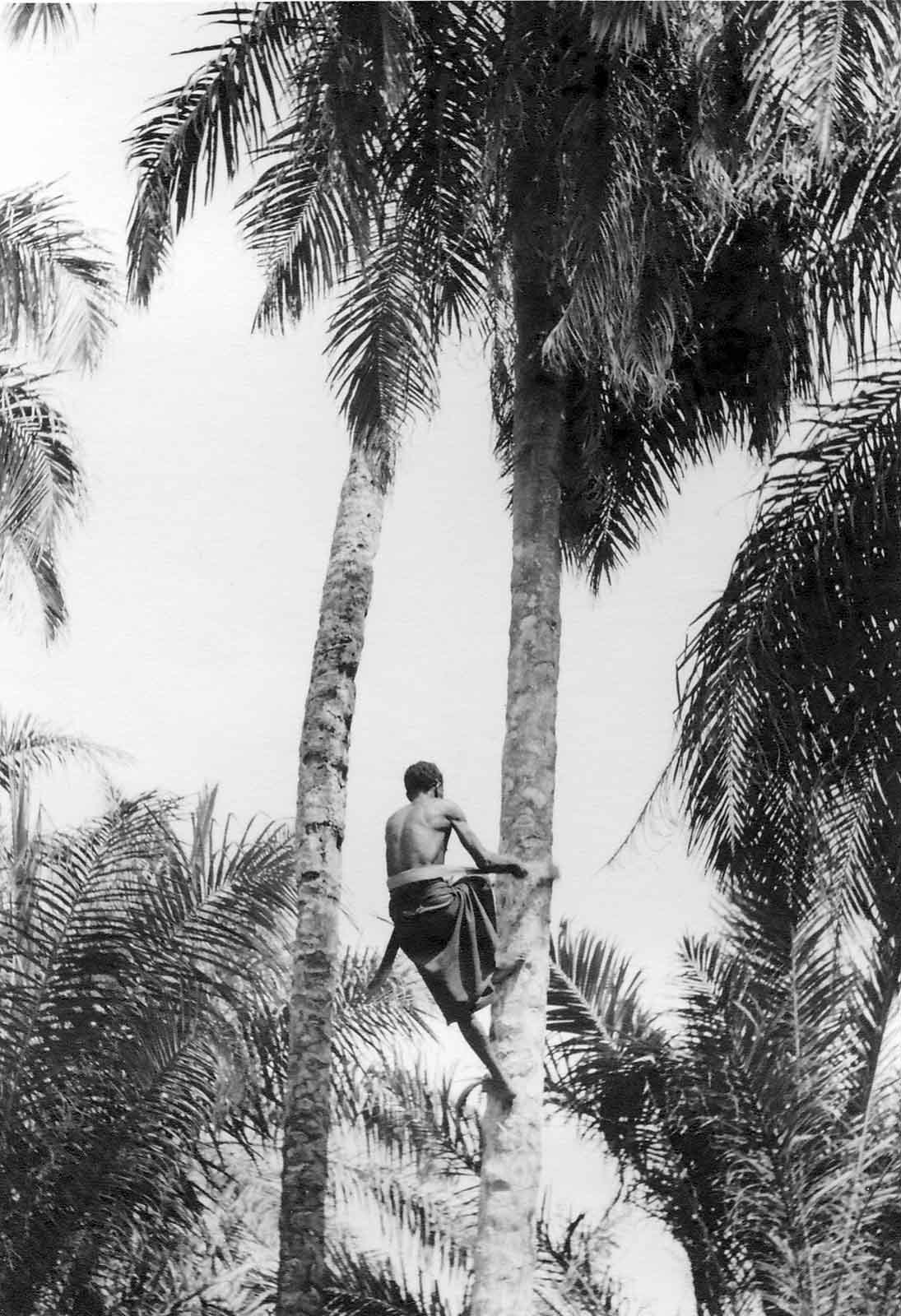 Workers on the HCB oil palm plantations