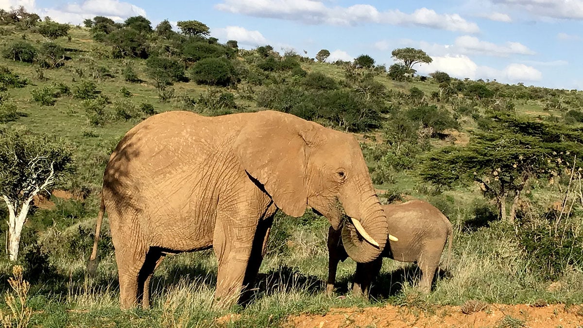 Elephants in Kenya