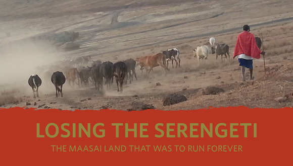 Image: Maasai man with his cows in the Ngorongoro Conservation Area Credit: The Oakland Institute