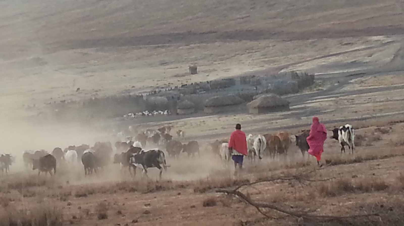 Maasai herders with their cattle inside the Ngorongoro Conservation Area