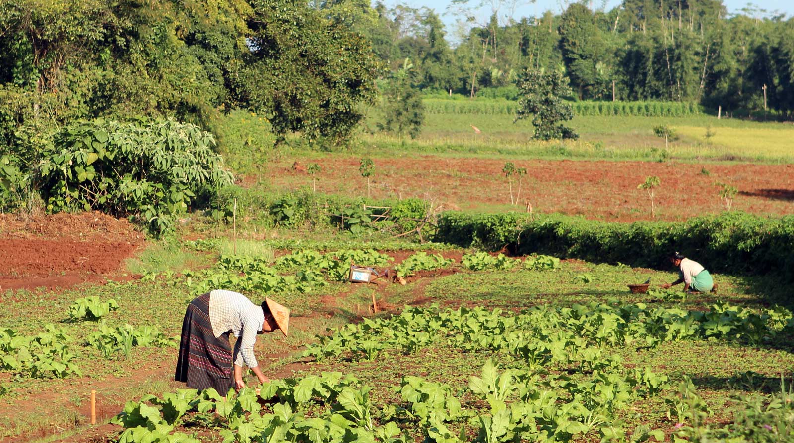 Lettuce harvest. Copyright: Carsten ten Brink