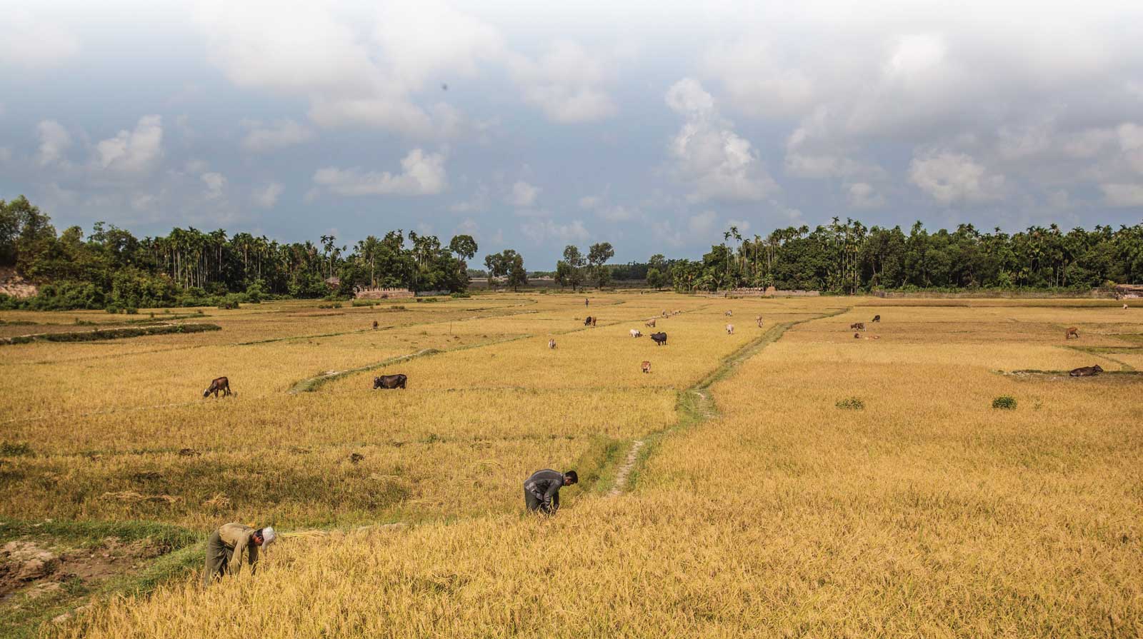 Maungdaw, Myanmar - Farm laborers and livestocks in a paddy field. Image: FAO / Hkun La