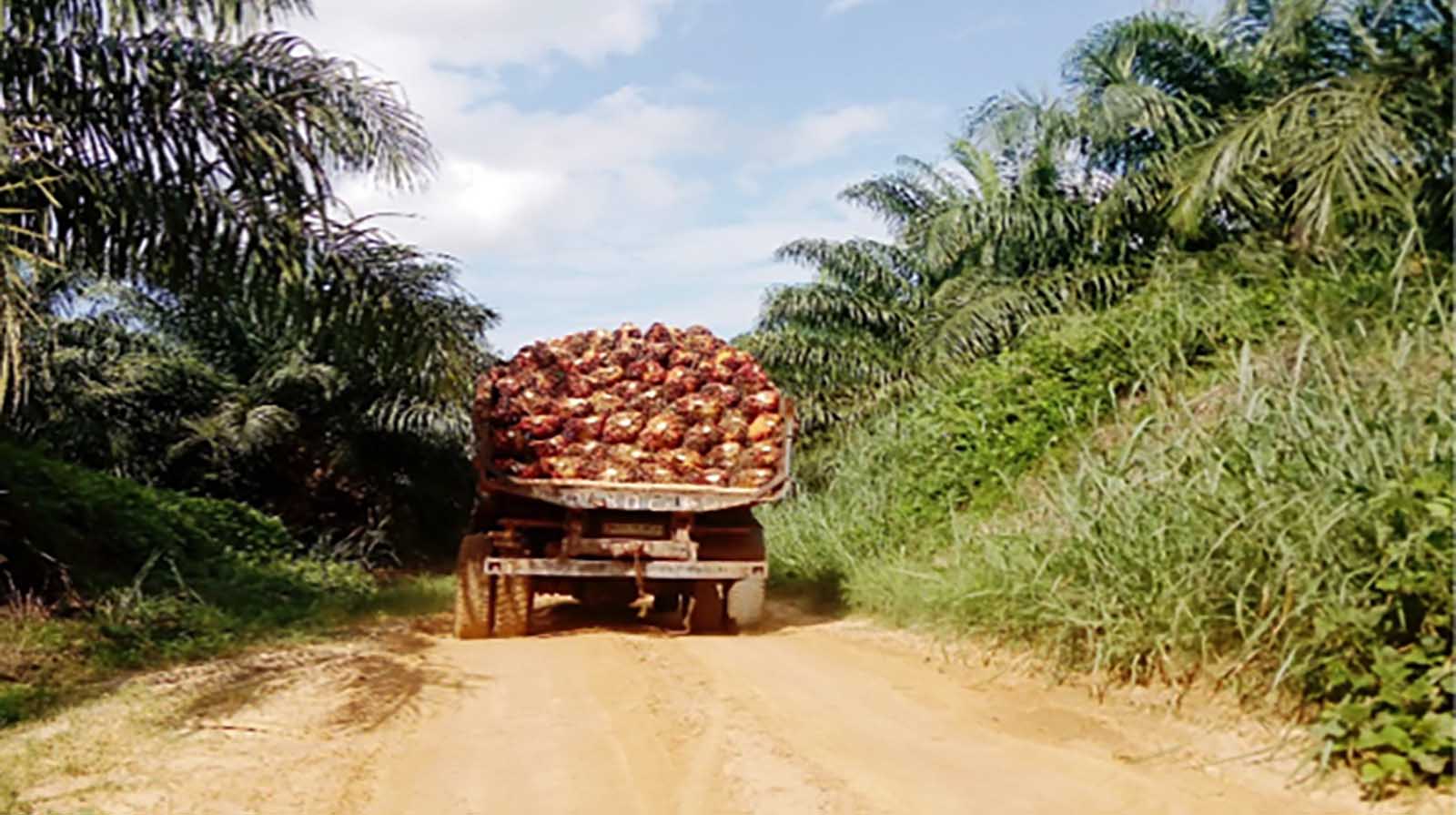 Truckload of oil palm fruits