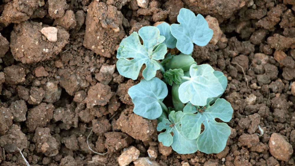 Sprouting Jadu’I watermelon. Photo: Vivien Sansour