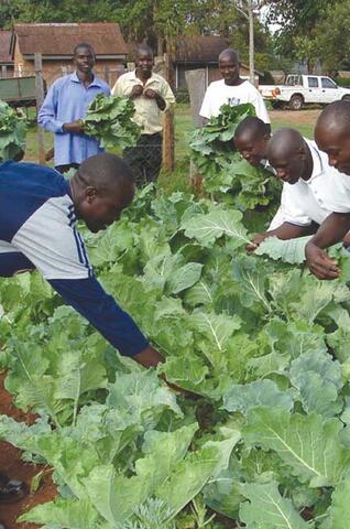 Biointensive Agriculture Training Program in Kenya