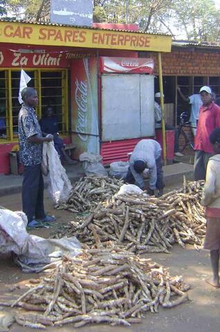 Drought Prone Malawi and Zambia Turn to Cassava