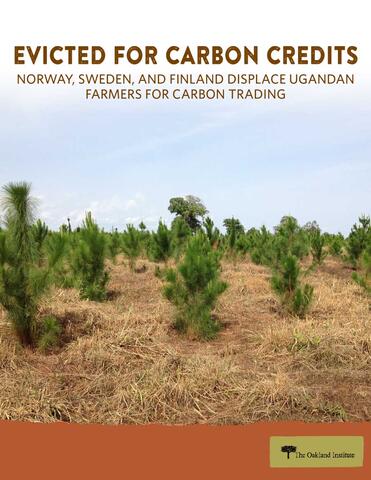 Green Resources’ pine plantation in Kachung. Credit: Kristen Lyons / The Oakland Institute.
