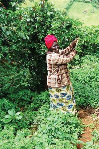Farmer Participatory Research (FPR) in Uganda