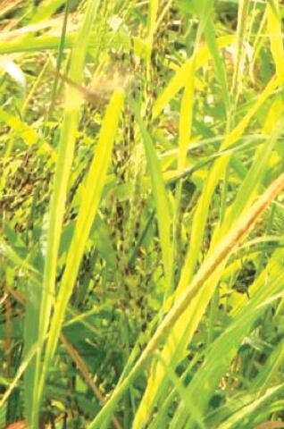 System of Rice Intensification (SRI) in Mali