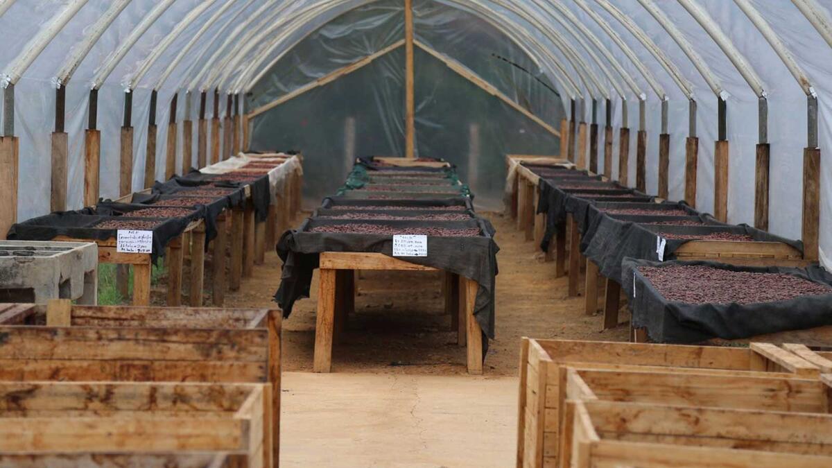 Drying cocoa in MLR Forestal cacoa processing facility.