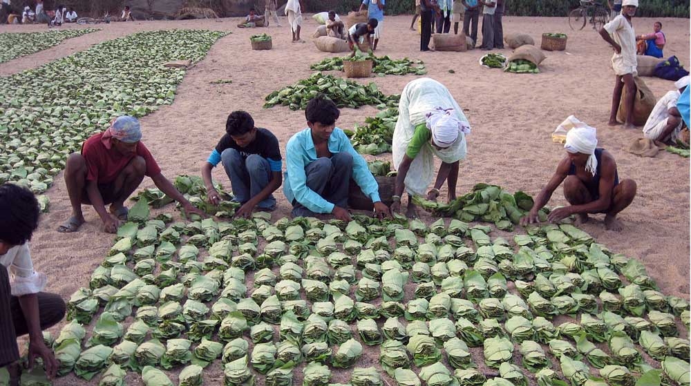 Leafing the way: Tribal communities in Gadchiroli drying tendu leaves– this year they bypass the powerful contractor lobby to claim full autonomy over this valuable CFR. Credit: Subodhkiran, (CC BY-SA 4.0).