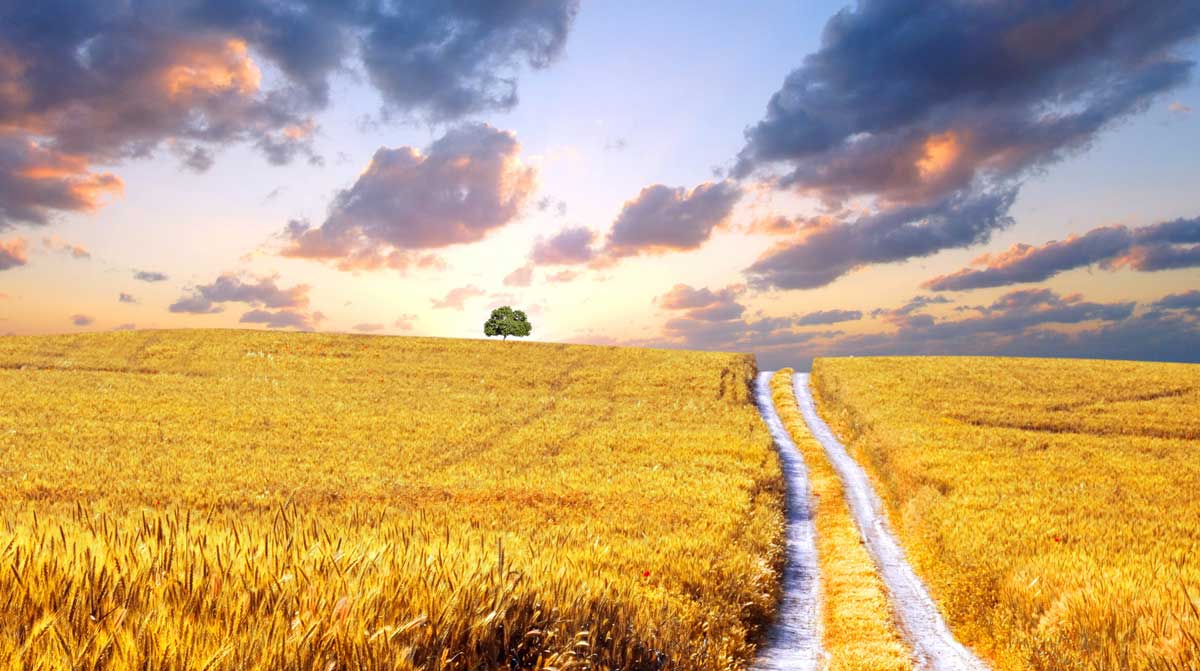 Wheat field in Ukraine