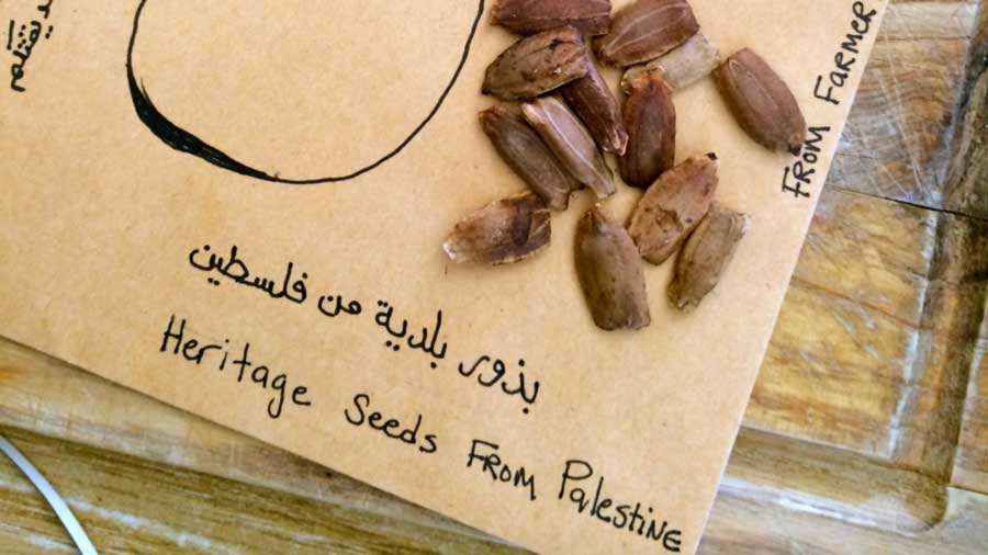 Jadu'I watermelon seeds. Photo: Vivien Sansour