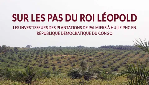 Recently planted oil palm plantation near Lokumete in February 2020