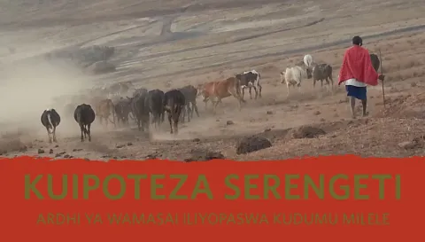 Maasai man with his cows in the Ngorongoro Conservation Area Credit: The Oakland Institute
