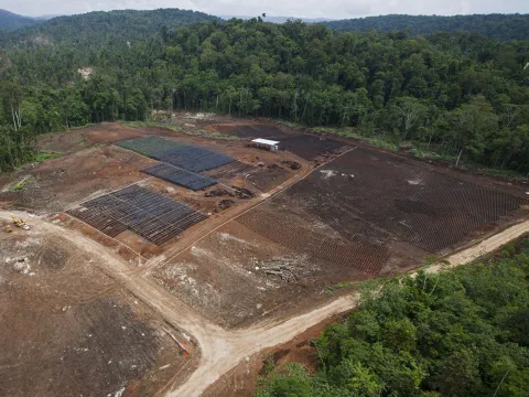 Palm oil nursery in West Pomio © Paul Hilton/Greenpeace