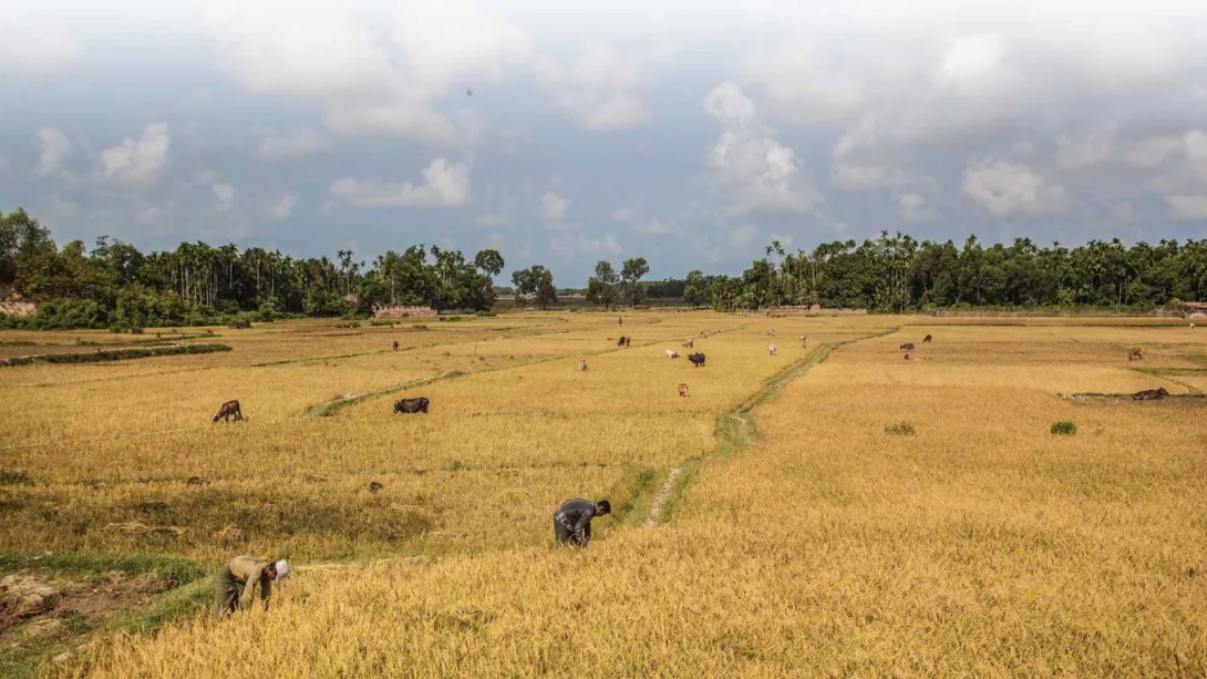 Maungdaw, Myanmar - Farm laborers and livestocks in a paddy field. Image: FAO / Hkun La