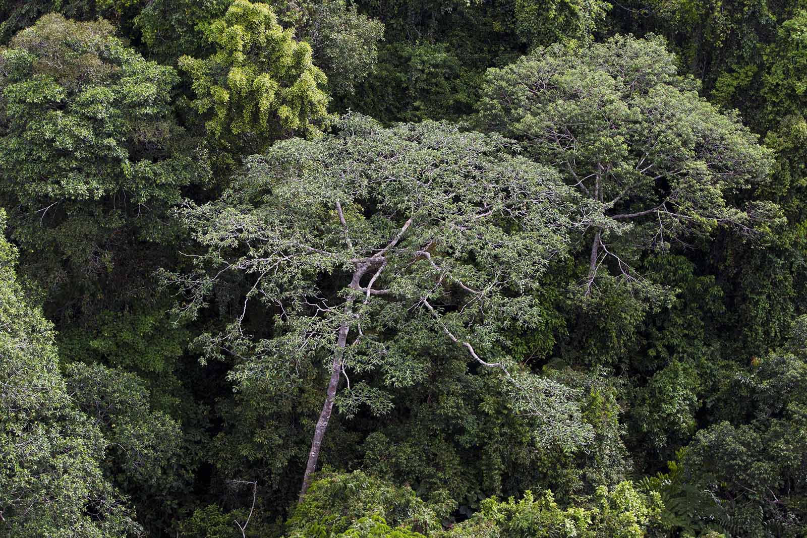 Verdant green forest with a tree in the foreground