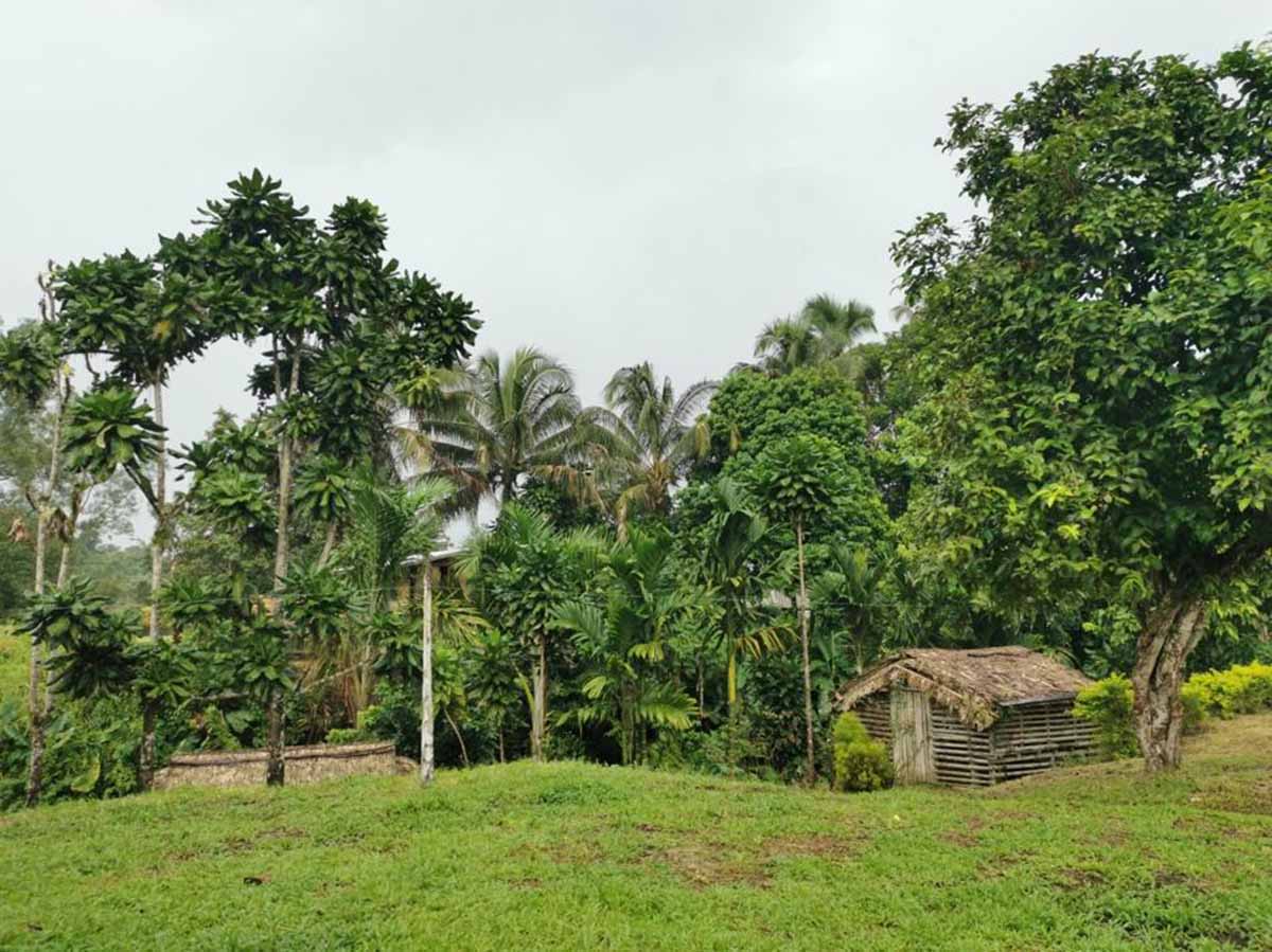 Greenery with trees and some small buildings in the foreground