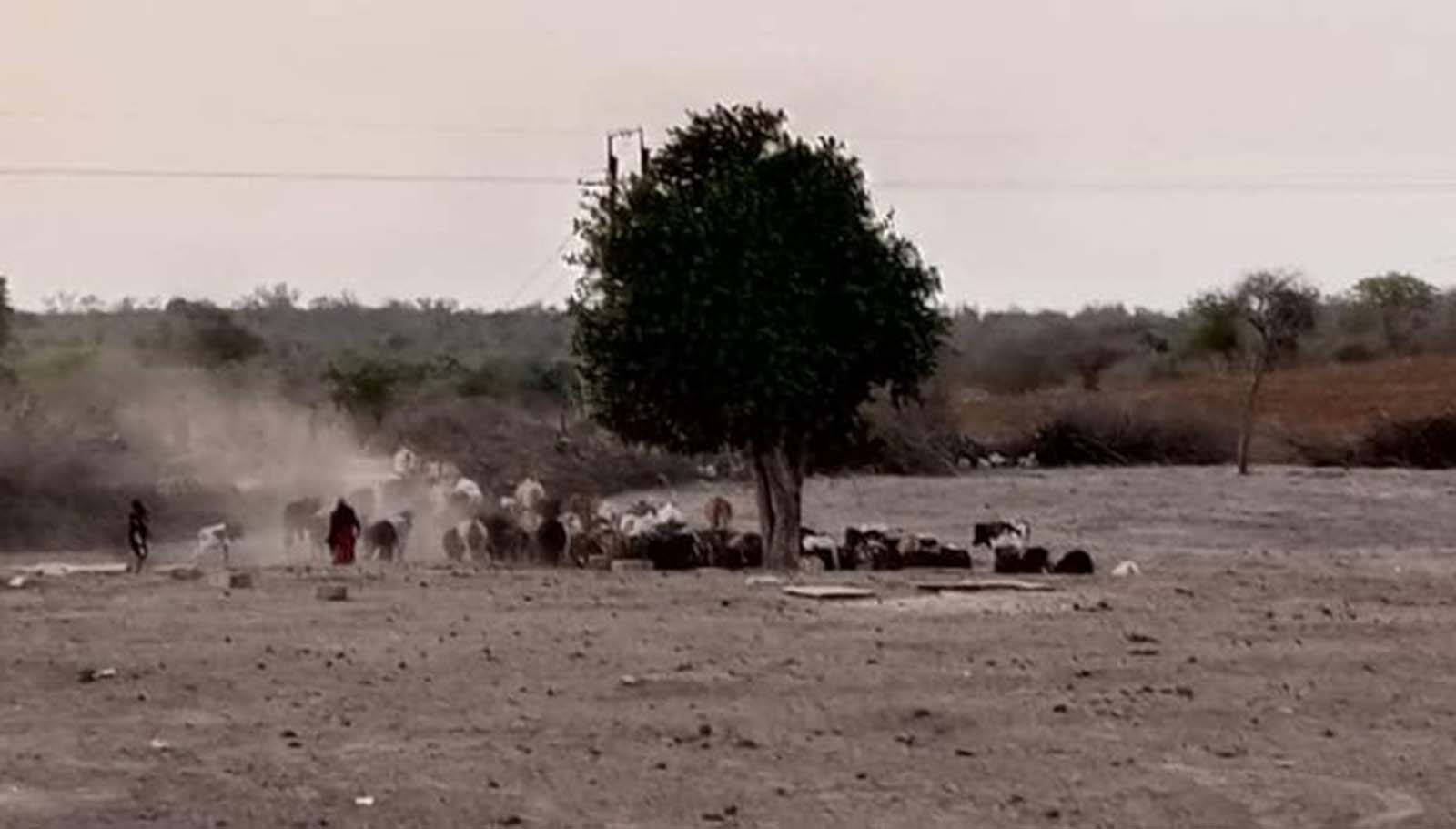 Water trough for cattle in Msomera. Copyright: The Oakland Institute