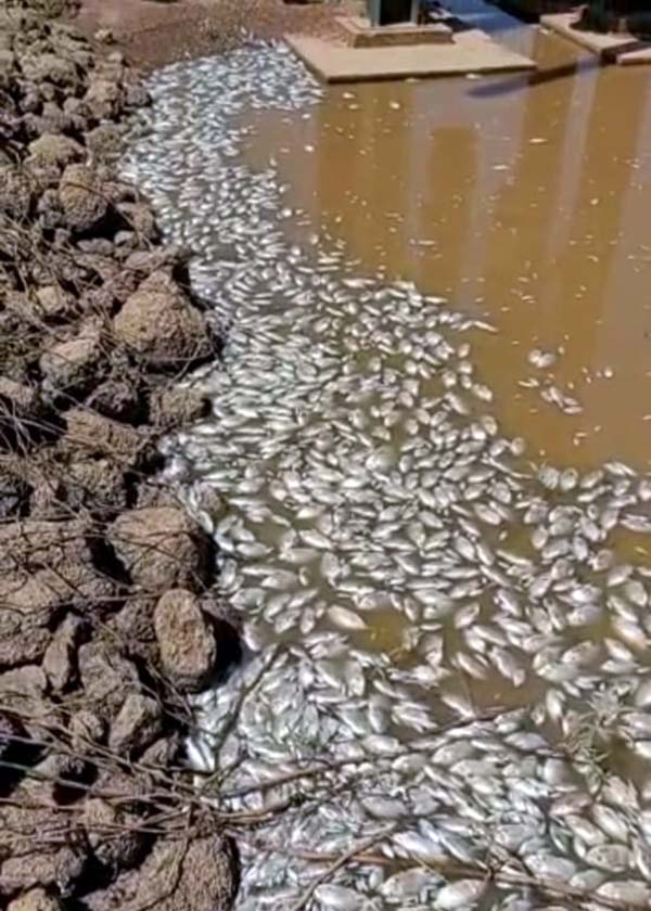 Dead fish in the Falémé river