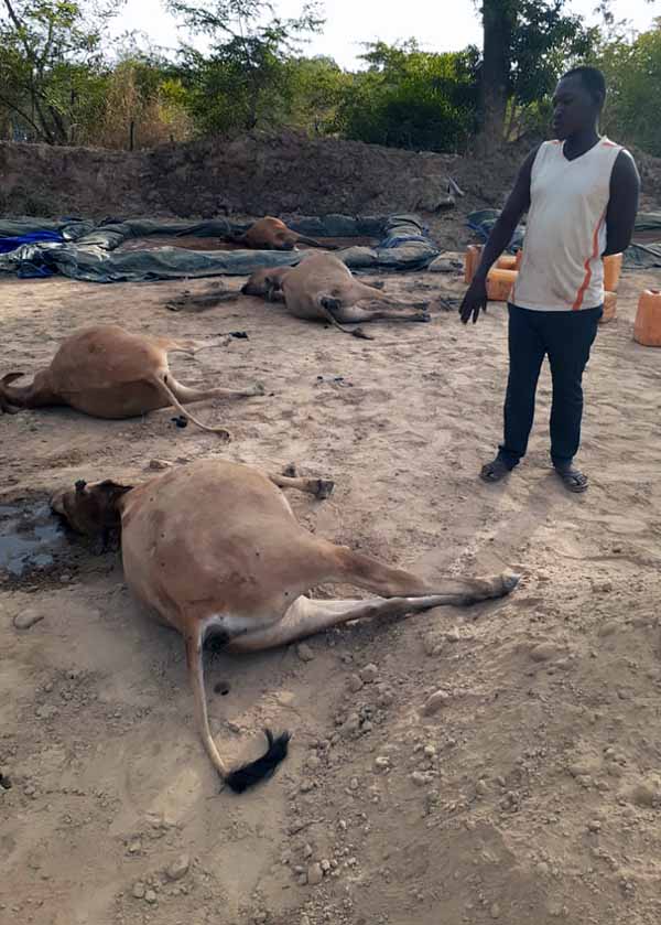 Dead livestock, poisoned by water contaminated with chemicals from mining
