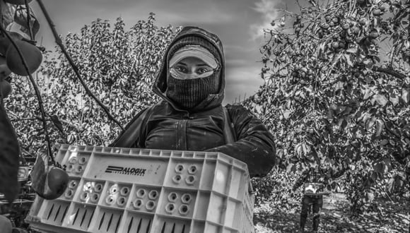 Poplar, CA 2020, Maria Madrigal picks persimmons in a field near Poplar, in the San Joaquin Valley