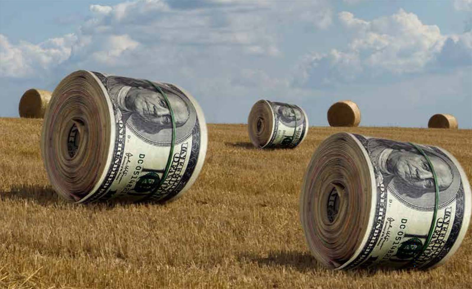 Rolls of dollar bills in a field