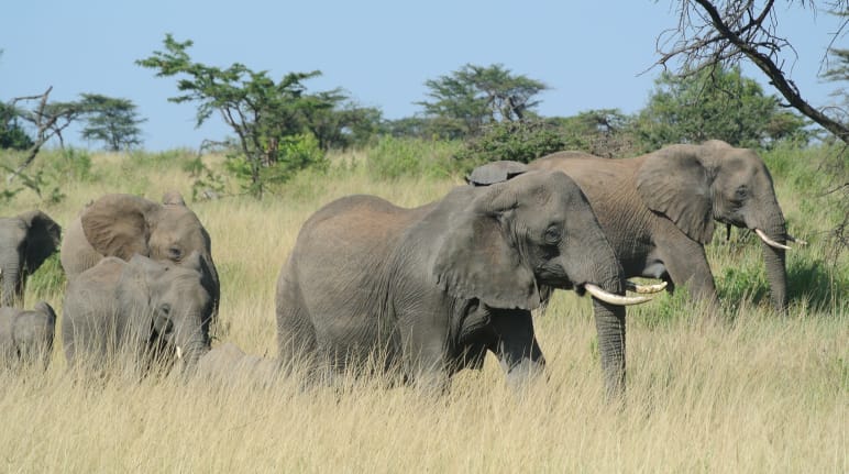 Elephant herd in Serengeti. 