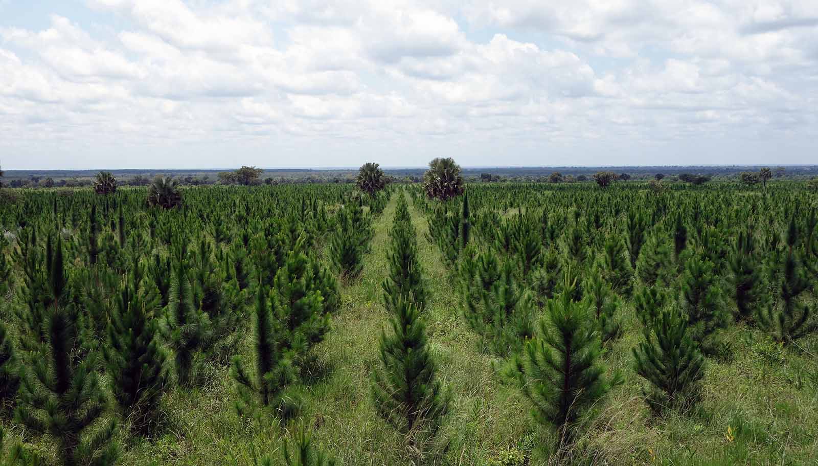 A view of an industrial pine plantation with trees in rows to the horizon