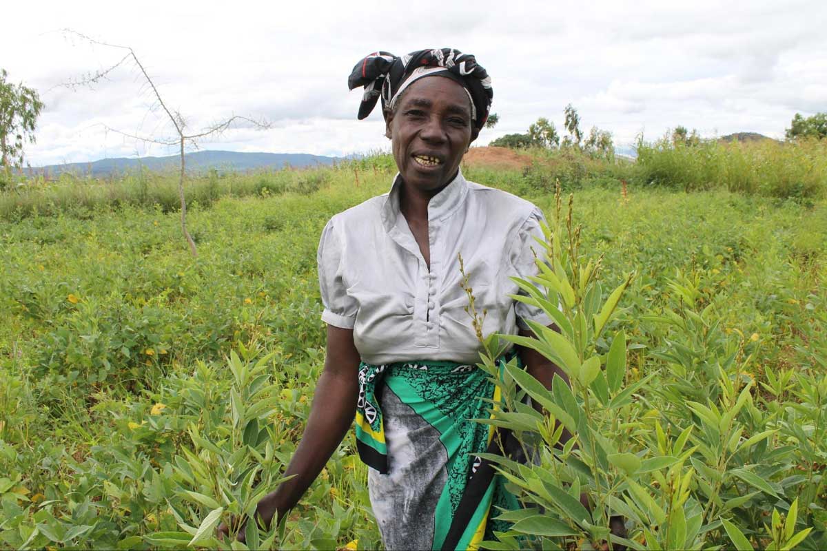 Mrs. Isobel Chirwa standing in her pigeonpea field