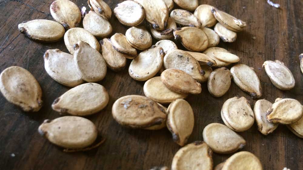 Jadu'I watermelon seeds. Credit: Vivien Sansour