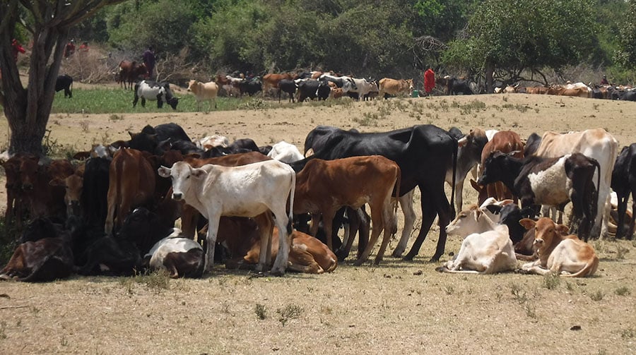 Maasai herders with their cattle