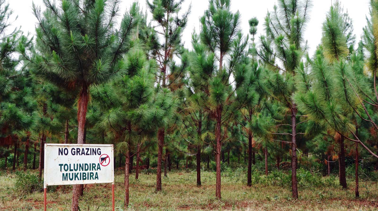 Green Resources' pine plantation at Bukaleba. Credit: Kristen Lyons / The Oakland Institute.