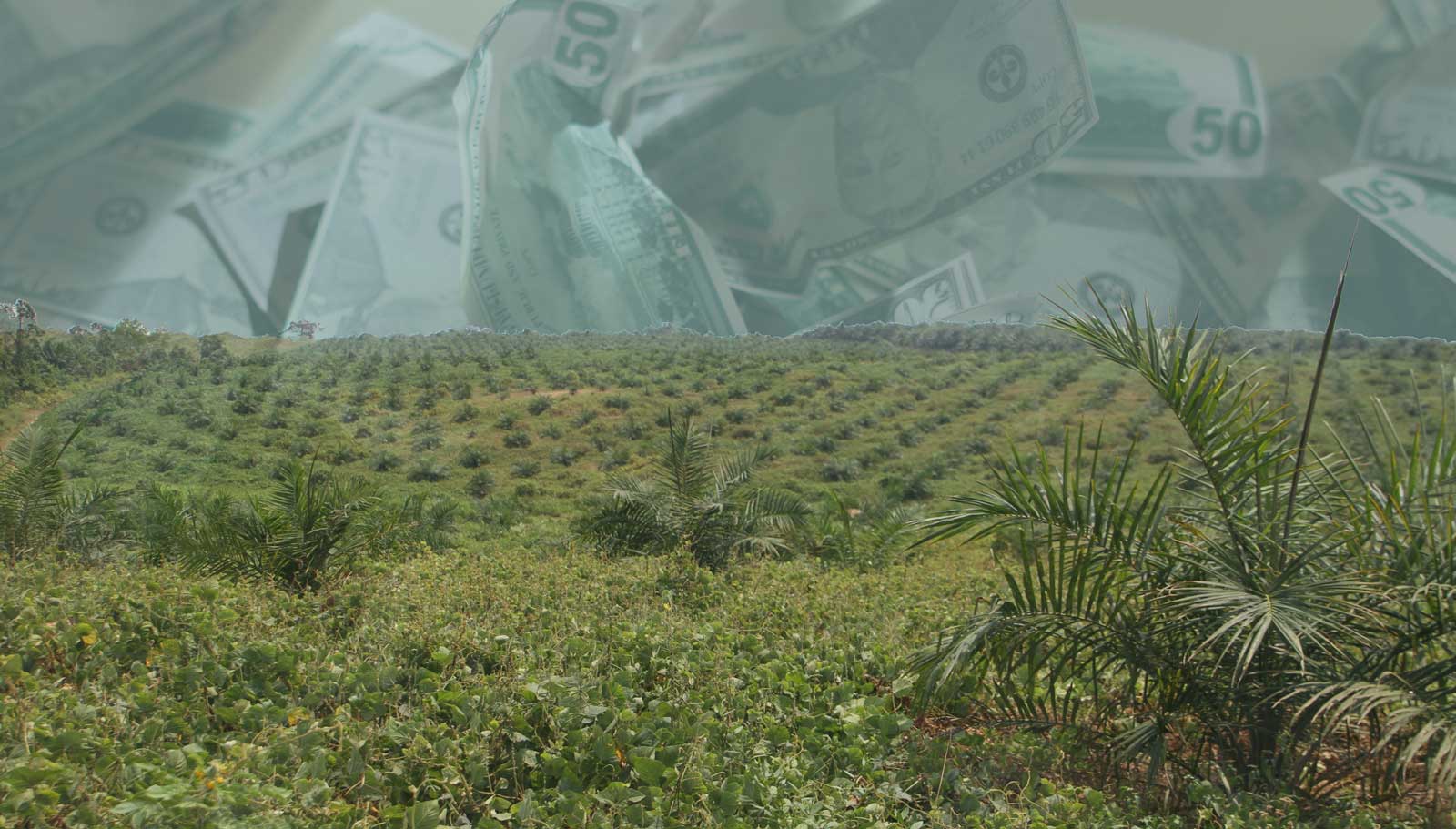 Recently planted oil palm plantation near Lokumete with crumpled money 