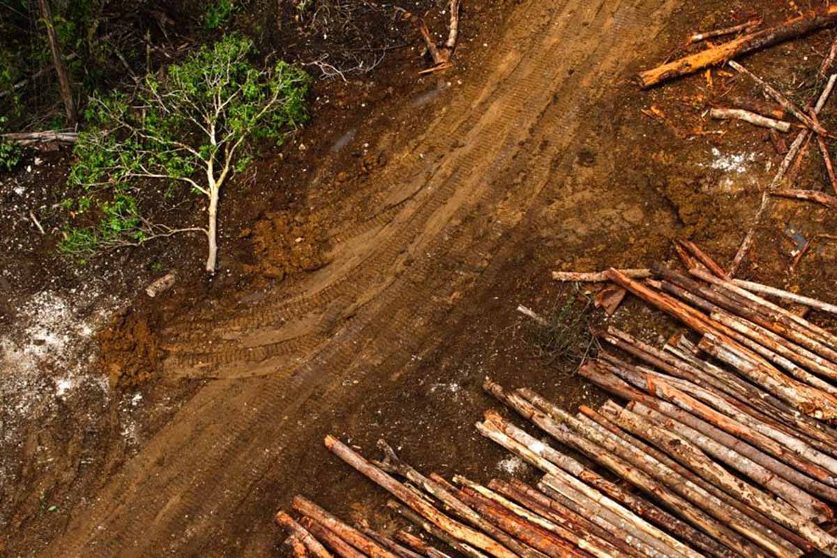 Aerial view of a logging site with logs and a dirt road.