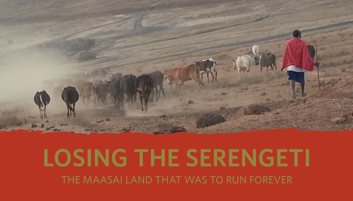 Maasai man with his cows in Ngorongoro. Credit: The Oakland Institute