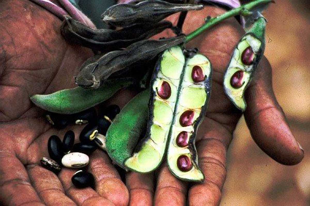 Peas (mucuna pruriens) in a person's hands