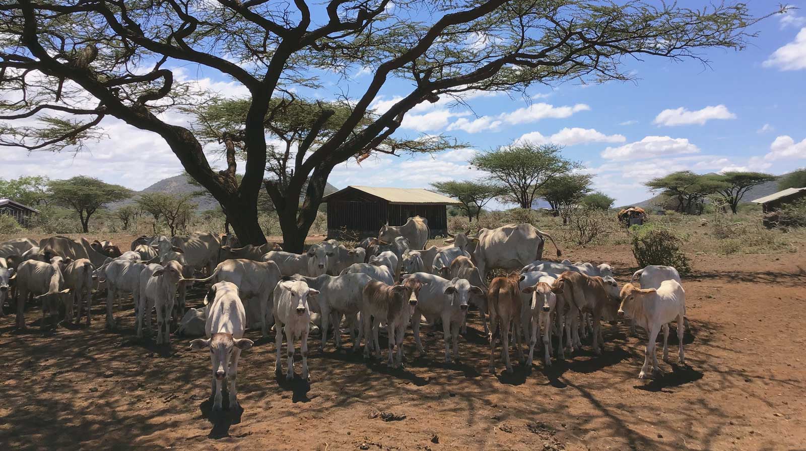 Local pastoralist communities keep cows, sheep, and camels for livelihood.