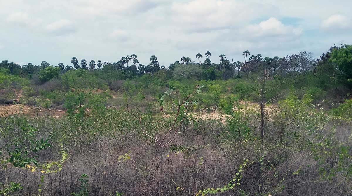 Returned lands need to be cleared in order for livelihoods to resume. Credit: The Oakland Institute