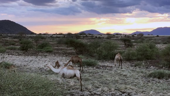 Camels kept by pastoralist communities in Northern Kenya for livelihoods. 